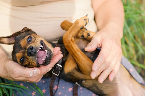 Aged Woman Playing Her Dog — Stock Photo, Image
