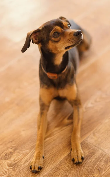 Chiot Miniature Pinscher Maison Concentration Sélective — Photo