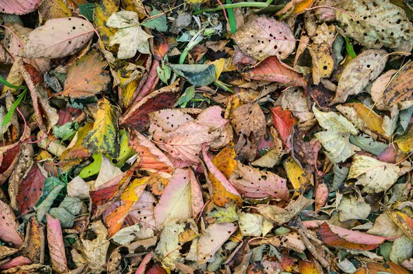 Kleurrijke Herfstbladeren Gras Selectieve Focus — Stockfoto