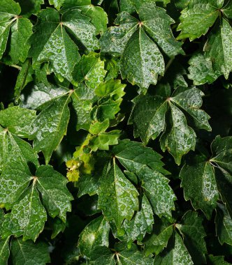 Doğal arkaplan - yağmurdan sonra yeşil yapraklar.