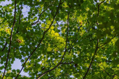 Yaz ormanında. Doğal arkaplan.