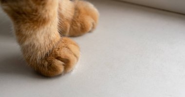 Pencere pervazında kızıl kedi pençeleri.