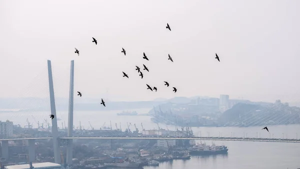 Летающие Птицы Над Городом — стоковое фото