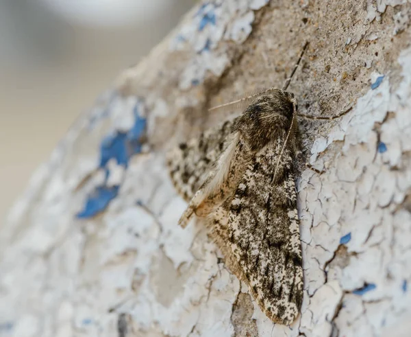 Falena Appoggiata Muro Focus Selettivo Con Bassa Profondità Campo — Foto Stock