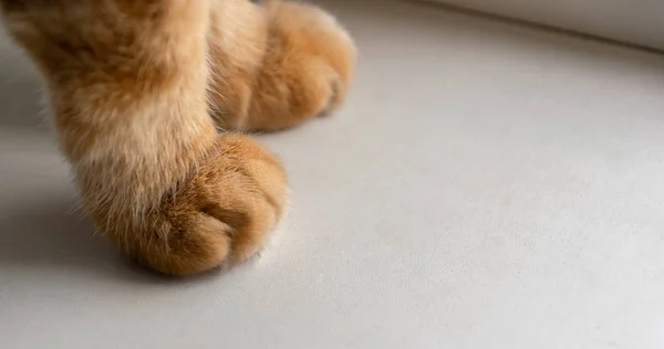 Ginger cat\'s paws on windowsill.