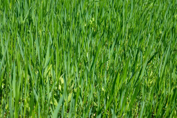 Фоне Зеленой Травы Селективная Фокусировка Малой Глубиной Резкости — стоковое фото