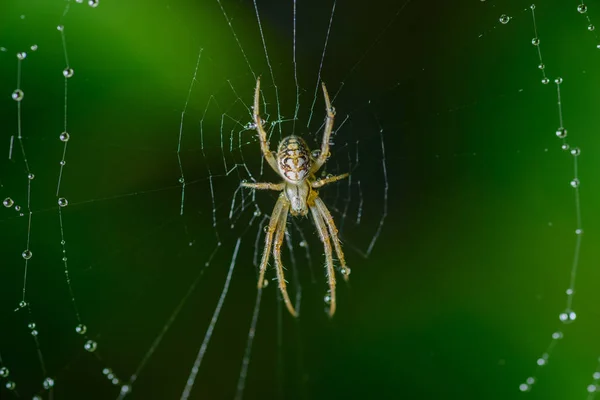 Pequeña Araña Sienta Telaraña Enfoque Selectivo Con Profundidad Campo Poco —  Fotos de Stock