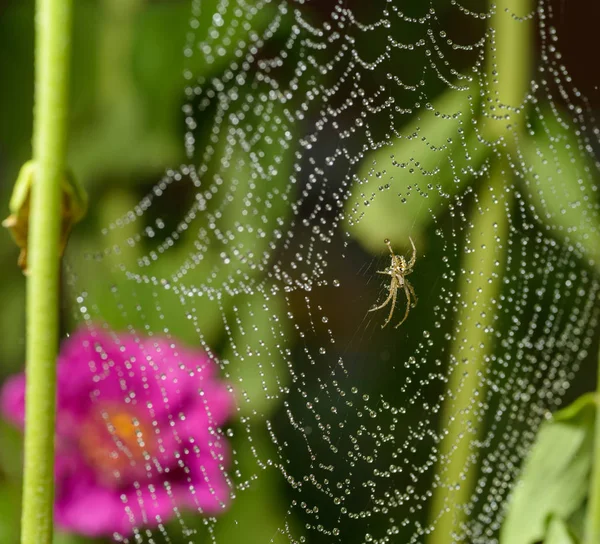 Small Spider Sits His Cobweb Selective Focus Shallow Depth Field — Stock Photo, Image