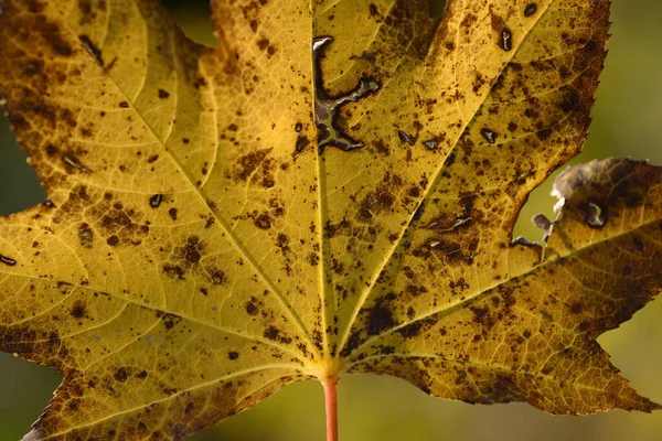 Sarı Akçaağaç Yaprağı Sonbahar Ormandaki — Stok fotoğraf