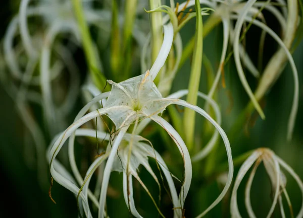 Bahçede Solmuş Hymenocallis Çiçekleri Seçici Odak — Stok fotoğraf