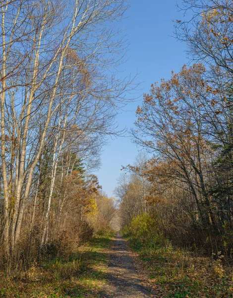 Herfst Bos Natuurlijke Achtergrond — Stockfoto