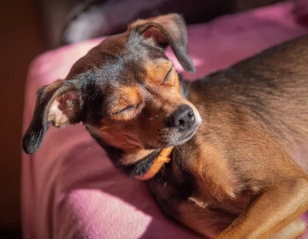 Miniature Pinscher Chiot Repos Maison Concentration Sélective — Photo