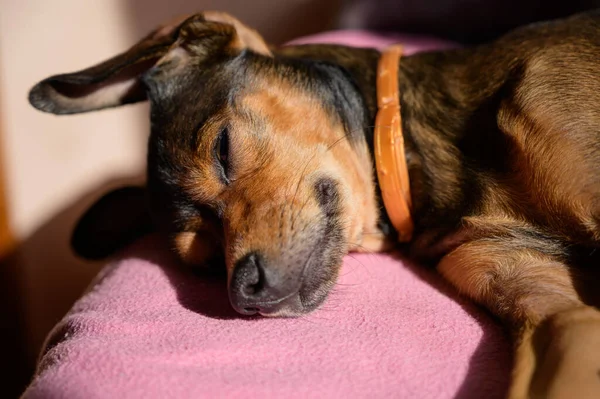 Miniature Pinscher Puppy Rest Home Selective Focus — Stock Photo, Image