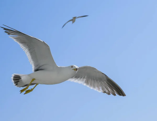 Flying Seagull Blue Sky — Stock Photo, Image