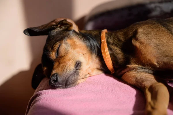 Miniature Pinscher Chiot Repos Maison Concentration Sélective — Photo