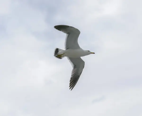 Flying Seagull Blue Sky — Stock Photo, Image