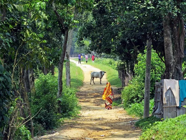 女人在纱丽走在路上, Srimangal, 孟加拉 — 图库照片