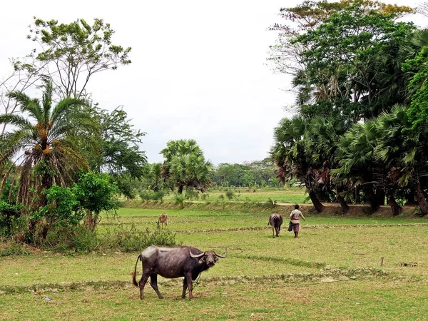 水水牛在稻田 棕榈树 — 图库照片