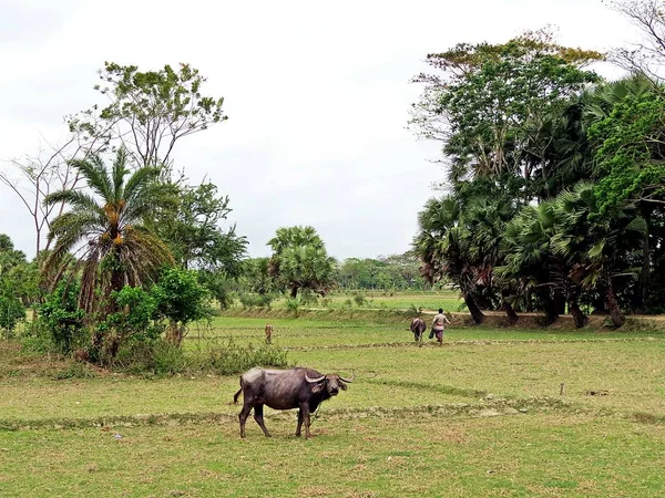 水水牛在稻田 棕榈树 — 图库照片