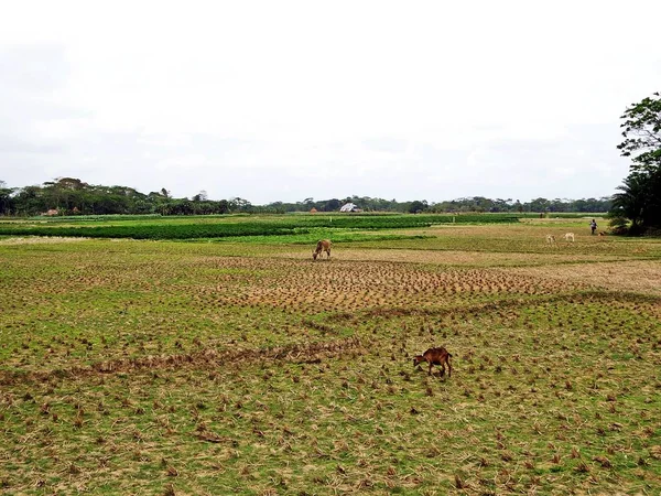 Урожай Рисовых Полей Сельскохозяйственных Угодий Вокруг Баришаля Бангладеш — стоковое фото