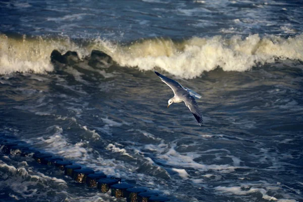 Pássaro Sobre Mar — Fotografia de Stock