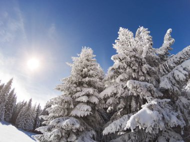 Karla kaplı ve tarih Pzr buzlu Ladin. Kış orman Kayak yakınındaki 
