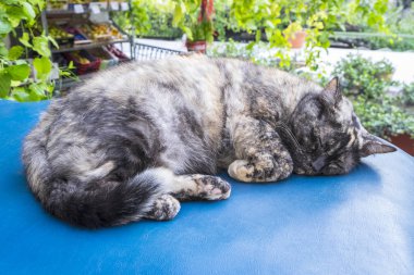 Uyuyan kaplumbağa kabuğu kedi Positano İtalya