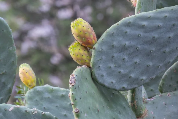 Kaktusz növény tüskés körte — Stock Fotó