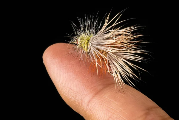 Fishing Fly on Finger Tip Isolated on Black