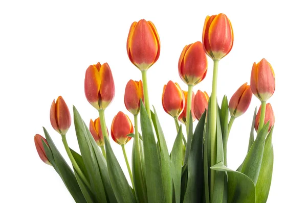 Bund von pfirsichfarbenen Tulpen isoliert auf weiß — Stockfoto