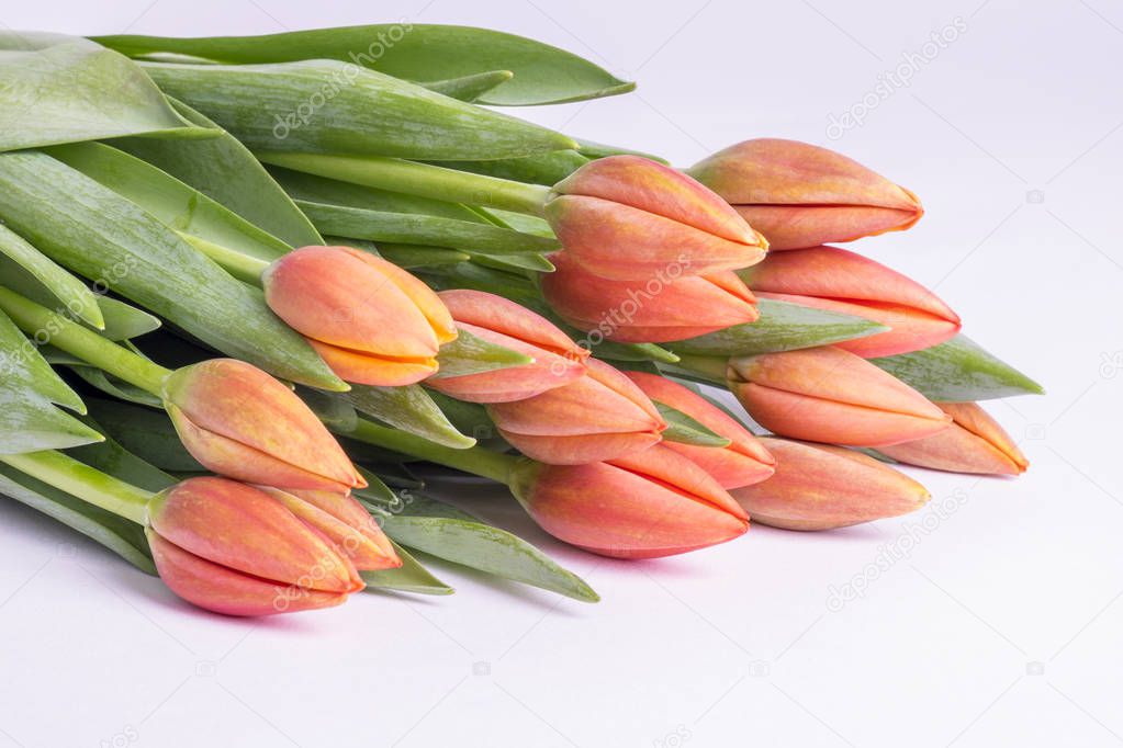 Bunch of Tulip Flowers