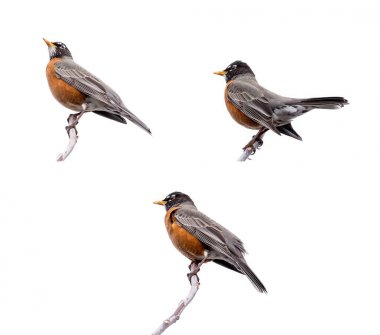 Robins izole ağaca tünemiş 