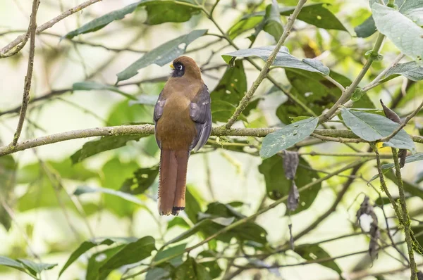 Indietro Veduta di una donna mascherata Trogon appollaiato su un albero — Foto Stock