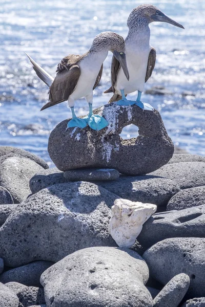 Пара синеногих сисек на скалах Лавы у моря — стоковое фото