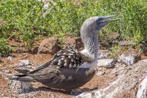 Um Booby de Pés Azuis a guardar os seus ovos — Fotografia de Stock