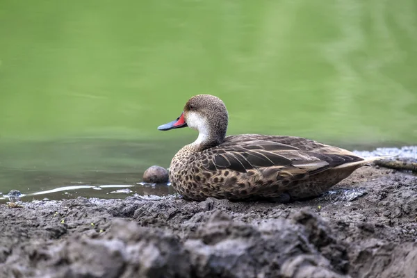 ホオジロオナガガモ鴨池のそばに座って — ストック写真