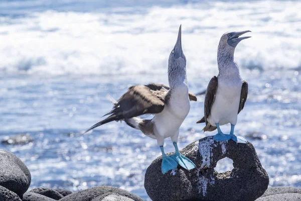 Par de piqueros de patas azules en las rocas de lava junto al mar —  Fotos de Stock