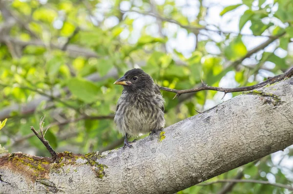 Finch di Darwin appollaiato su un albero vicino alla baia di Tortuga — Foto Stock