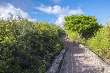 Tortuga Bay veya Santa Cruz Galapagos Adaları plajda yolu