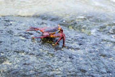 Galapagos Adalarında Sally Lightfoot yengeci
