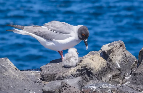 Gaviota de cola de golondrina con polluelo bebé —  Fotos de Stock