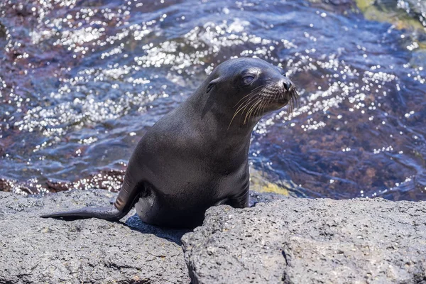 Játékos oroszlánfóka kölyökkutya Dél Plaza a Galapagos sziget — Stock Fotó