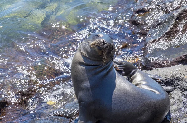 Playful Sea Lion Pup of South Plaza Island in the Galapagos — Stock Photo, Image