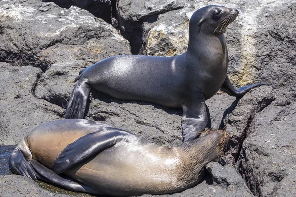 Játékos oroszlánfóka kölyökkutya Dél Plaza a Galapagos sziget — Stock Fotó