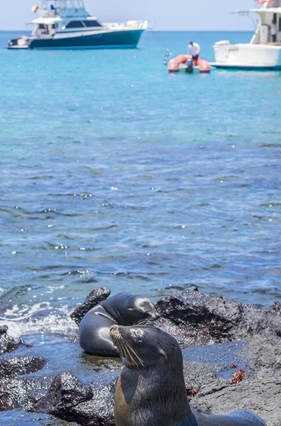 Juguetón lobo marino de Isla Plaza Sur en las Galápagos — Foto de Stock