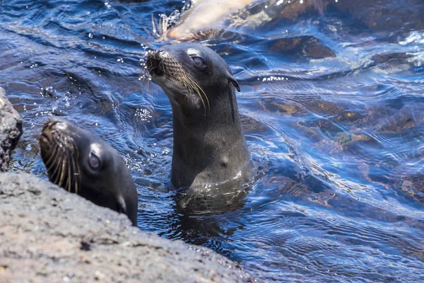 Juguetón lobo marino de Isla Plaza Sur en las Galápagos —  Fotos de Stock