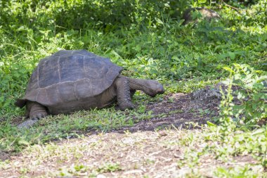 Dev Santa Cruz Highlands Santa Cruz çim yeme kaplumbağa