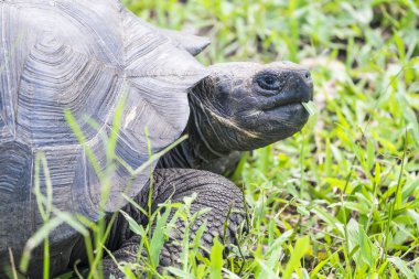 Dev Santa Cruz Highlands Santa Cruz çim yeme kaplumbağa