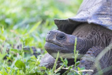 Santa Cruz dev kaplumbağa