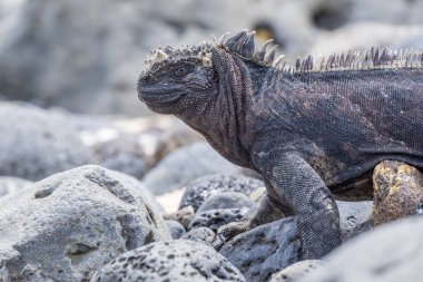 Galapagos Adaları'nda deniz Iguana